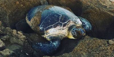 Kaplumbağa yuva sayısında rekor