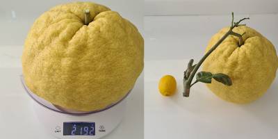 Rekor Ağırlıkta Limon!