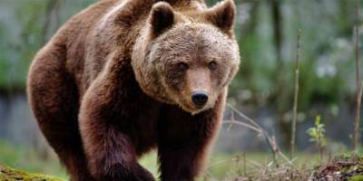 Tuvalette ayı saldırısına uğradı: "Oturmamla popomu bir şey ısırdı"