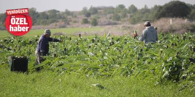Enginar hasadı devam ediyor…  Verim düştü,   ihracat hız kesmedi